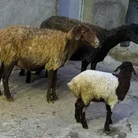 گوسفند جوان با بره|حیوانات مزرعه|ماهیدشت, |دیوار