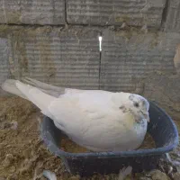 چند طوق کبوتر پرشی پاکستانی وشازده