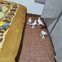 کبوتر لوتی دو جفت|پرنده|باسمنج, |دیوار