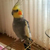 عروس هلندی نر