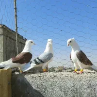 سه عدد پشتدار جوان نر بدون ایراد خوش استیل.|پرنده|قزوین, |دیوار