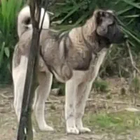 سگ سرابی یک جفت