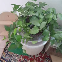 گل های پیچک سبز فروشی با قیمت مناسب