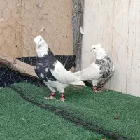 طوقی زرین و الماسی صربی|پرنده|شاهینشهر, عطار|دیوار