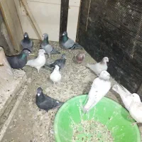 کبوتر پلاکی آلمانی تهرانی|پرنده|هشتگرد, تهران دشت|دیوار