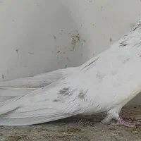 کبوتر تهرونی و بمبویی و دوکت