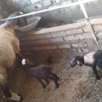 ۲عددبره ماده ومیش ۲قلو|حیوانات مزرعه|کاشان, دشت لتحر|دیوار