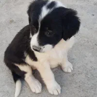 سگ ماده پوز کوتاه فروشی|سگ|آرادان, |دیوار