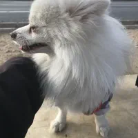 توله پامر روباهی|سگ|ایلام, |دیوار