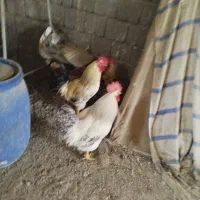 بوقلمون و خروس|حیوانات مزرعه|صحنه, |دیوار