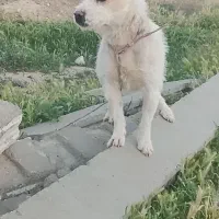 پاکوتاه