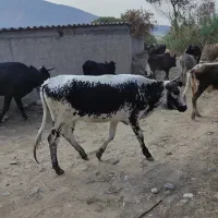 گاو دورگ جنگلی فروشی