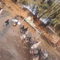 ۱۰عدد بوقلمون|حیوانات مزرعه|بازرگان, |دیوار