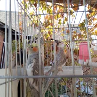 عروس هلندی و طوطی کوتوله|پرنده|مهریز, |دیوار