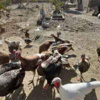 فروش بوقلمون و خروس ومرغ|حیوانات مزرعه|گلپایگان, |دیوار