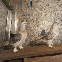 کفتر ترکیه ای اصل