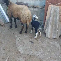 گوسفند خوب و عالی|حیوانات مزرعه|خان ببین, |دیوار