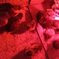 فروش ۱۴عددجوجه گلین چهل تاج ریش فول طوسی و پنگوئنی