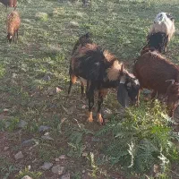 نر بز پلنگی