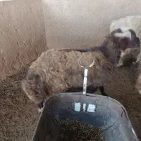 بره نر|حیوانات مزرعه|مرودشت, محمد آباد|دیوار