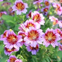 قالیباف در رودهن و حومه