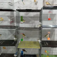 قناری نرو ماده