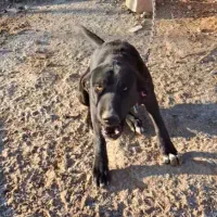 ماده سرابی مشکی با ماده ژرمن ۶ماه