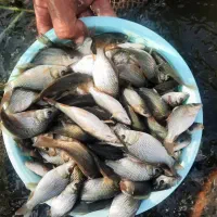 بچه ماهی کپور طلایی|ماهی|خرم‌آباد, |دیوار