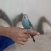 مرغ عشق دستی و رام رام