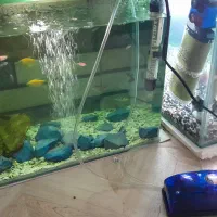 ماهی با اکواریم|ماهی|مشکین‌دشت, |دیوار