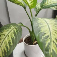 گل دیفن باخیا