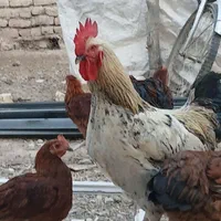 خروس