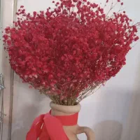 ژیپسوفیلا قرمز آتیشی