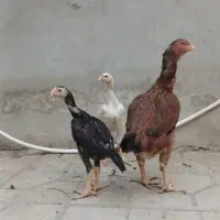 مرغ و خروس و جوجه پاپری لاری