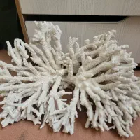 مرجان دریایی و ستاره