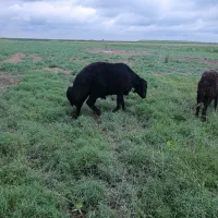 قوچ‌ قره قزل