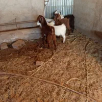 6راس بزغاله