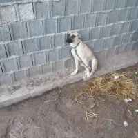 سگ سراب چهار ماهه ماده ۵۰۰ فوری|سگ|کوچصفهان, |دیوار