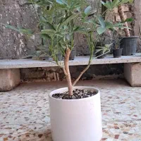 گلدان و گل ارزان|گل و گیاه طبیعی|لالی, |دیوار