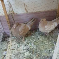 سلام ۴جفت جوجه درجه یک|پرنده|چناران, |دیوار