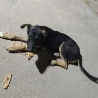 توله ژرمن