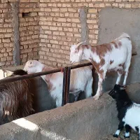 بز چاق جوون|حیوانات مزرعه|پیشوا, |دیوار