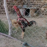 مرغ وخروس لاری