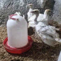 بوقلمون بیوتی ۶|حیوانات مزرعه|شیراز, کوشک میدان|دیوار