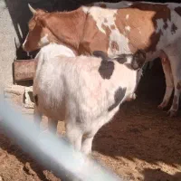 گاو و گوساله.گوساله نر وماده سیمینتال|حیوانات مزرعه|کوهنانی, |دیوار