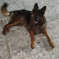 دوعدد سگ ژرمن|سگ|بوشهر, |دیوار