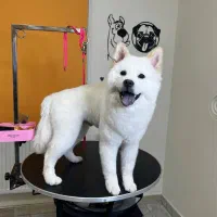 سگ چاو چاو