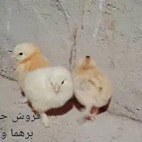 فروش جوجه نژاد دار از برهما وگلین وایسبارومحلی|حیوانات مزرعه|جهرم, |دیوار
