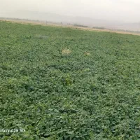 لوبیا قرمز قمی|خوردنی و آشامیدنی|کمیجان, |دیوار