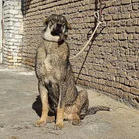 سگ  گمشده|سگ|معصومیه, |دیوار